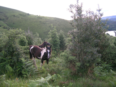 Pottok